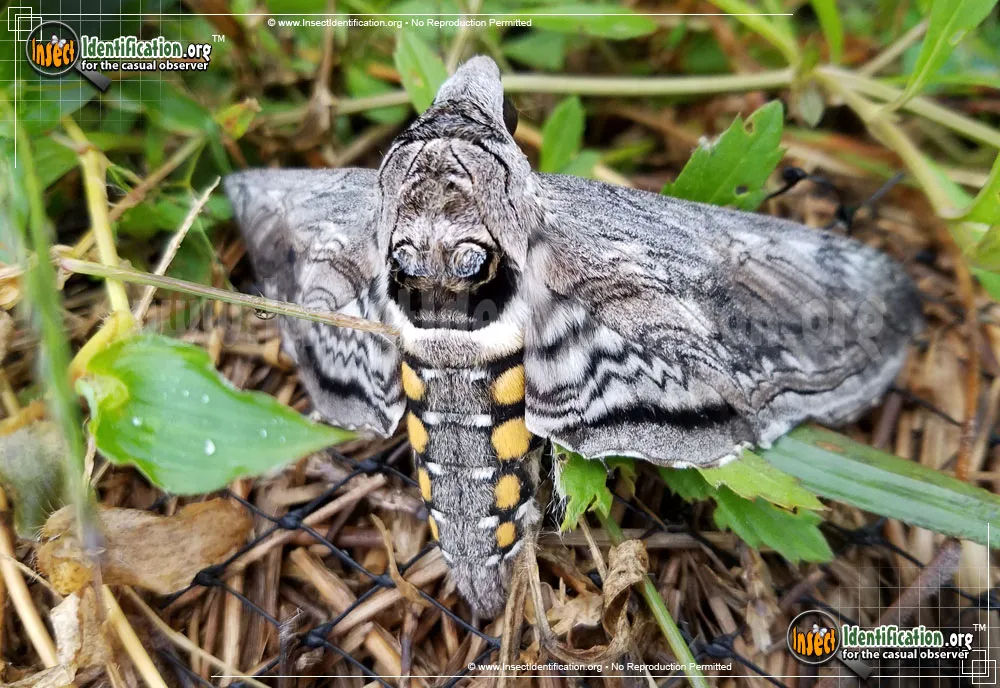 Five-spotted Hawk Moth
