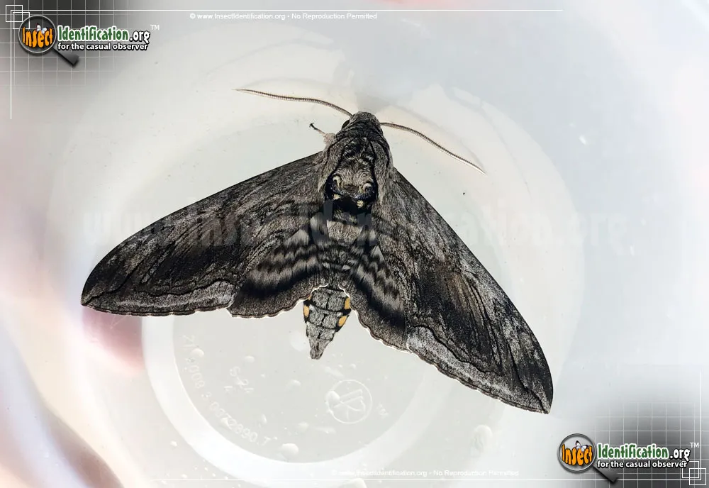 Five-spotted Hawk Moth - photo 3