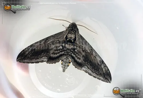 Five-spotted Hawk Moth - photo 4