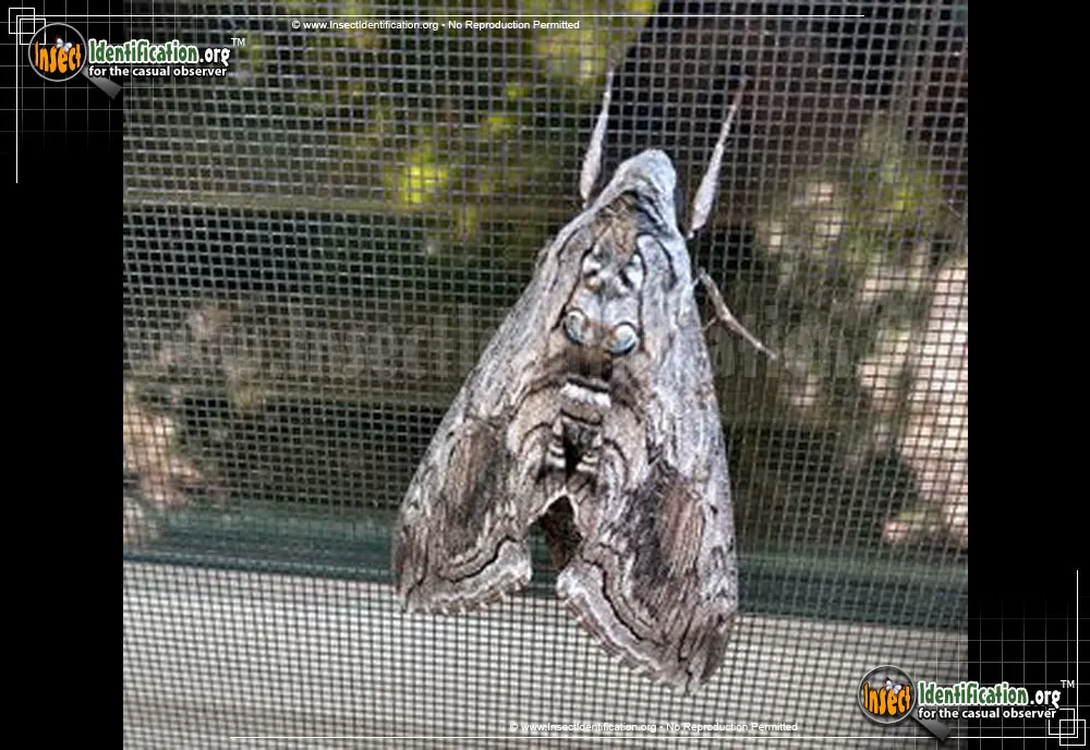 Five-spotted Hawk Moth - photo 5