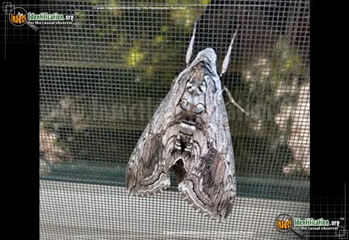Five-spotted Hawk Moth - photo 6