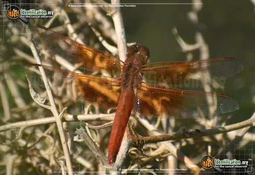 Flame Skimmer - photo 2