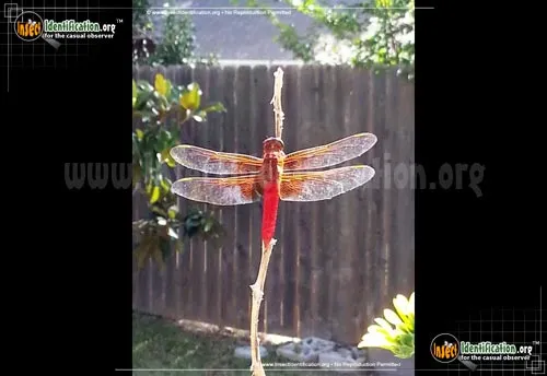 Flame Skimmer - photo 4
