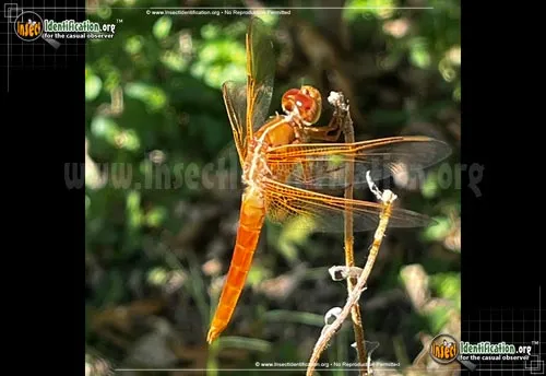 Flame Skimmer - photo 6