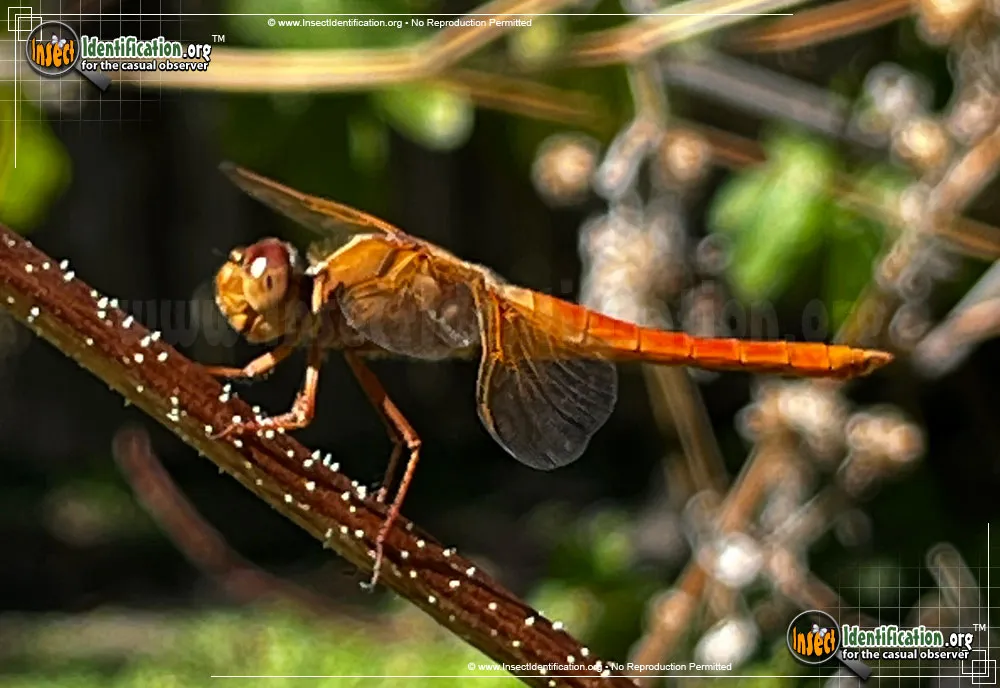 Flame Skimmer - photo 7