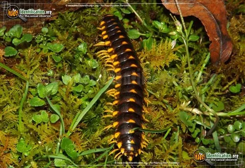 Flat-backed Millipede -Sigmoria sp. - photo 2