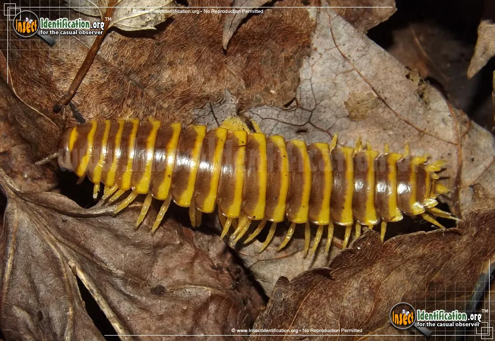 Flat-backed Millipede -Pleuroloma sp.
