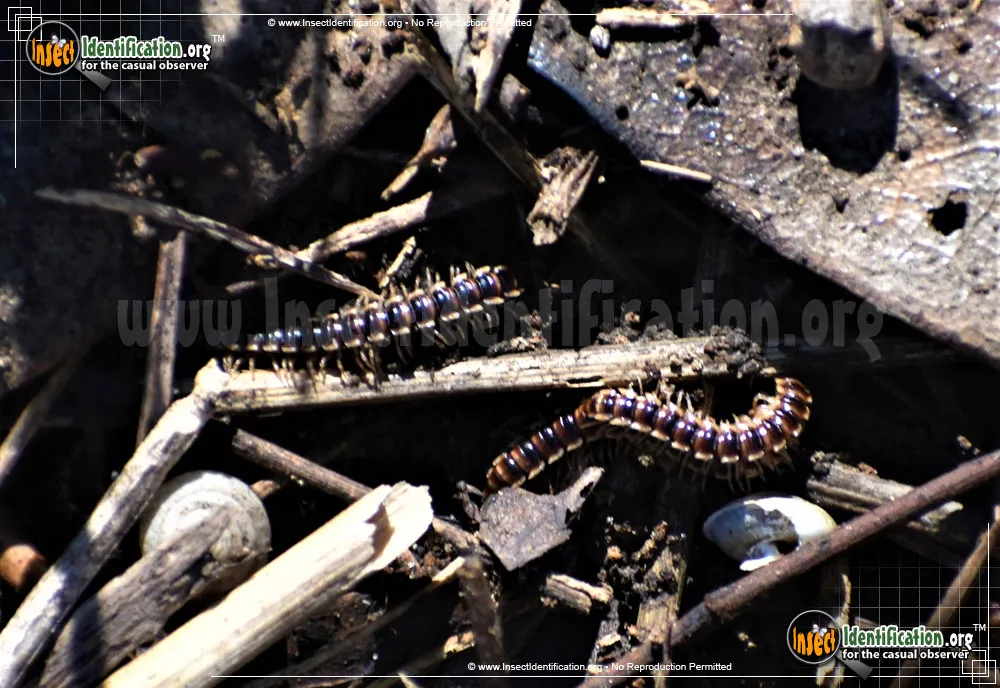 Flat-backed Millipede -Pleuroloma sp. - photo 3
