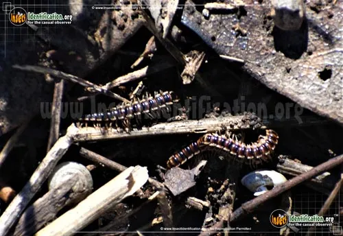 Flat-backed Millipede -Pleuroloma sp. - photo 4