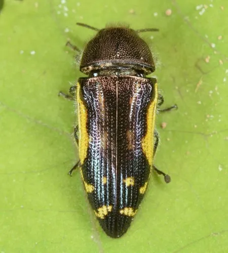 Flat-headed Bald Cypress Sapwood Beetle - Acmaeodera pulchella