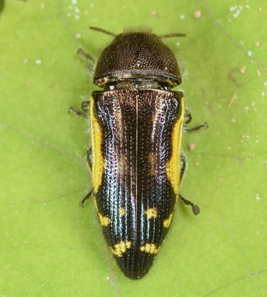 Flat-headed Bald Cypress Sapwood Beetle - photo 2