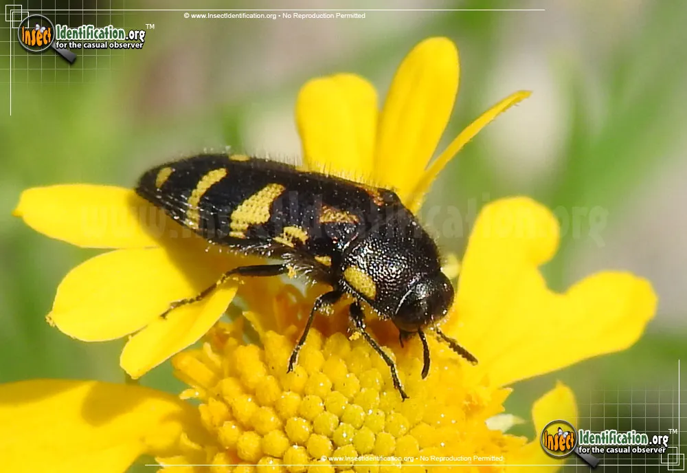 Flat-headed Bald Cypress Sapwood Beetle - photo 3