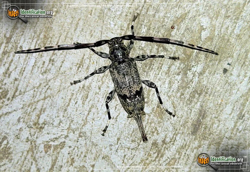 Flat-faced Longhorn Beetle