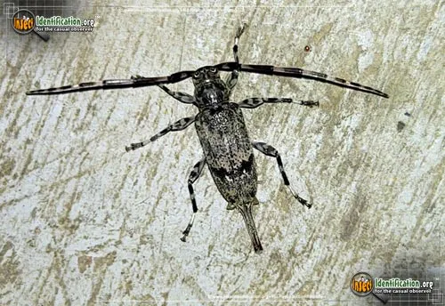 Flat-faced Longhorn Beetle - photo 2