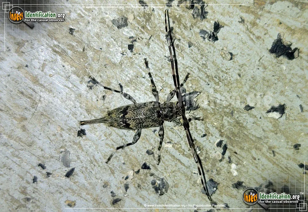 Flat-faced Longhorn Beetle - photo 3