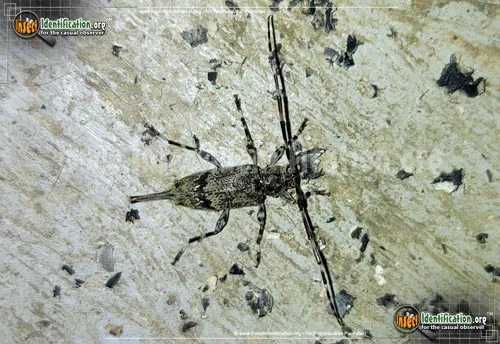 Flat-faced Longhorn Beetle - photo 4