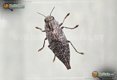 Flatheaded Hardwood Borer - photo 2