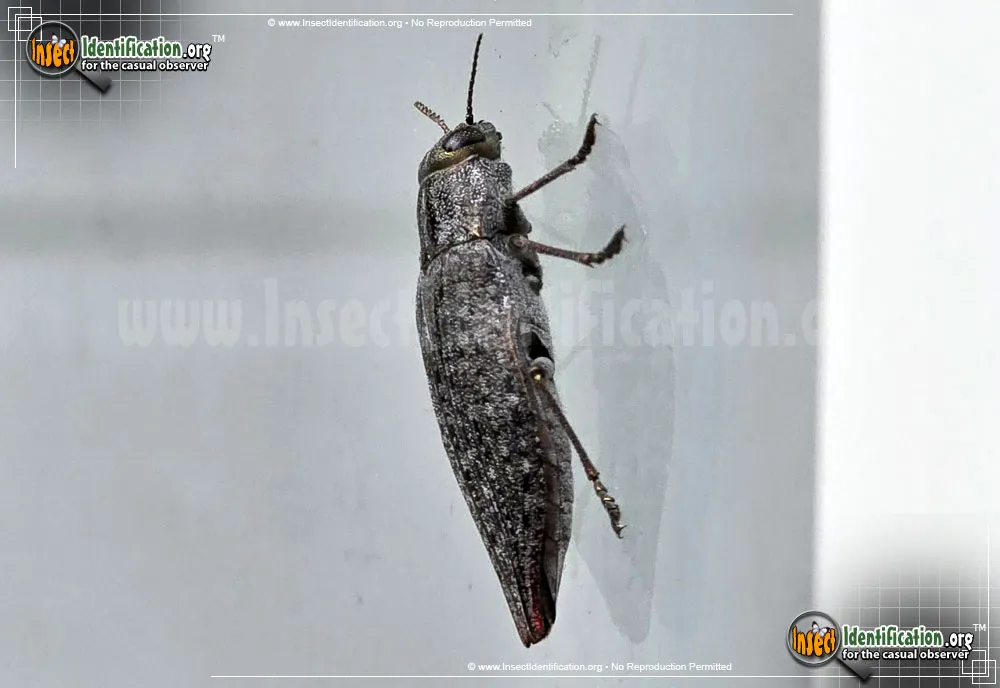 Flatheaded Hardwood Borer - photo 3