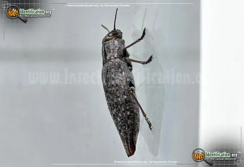 Flatheaded Hardwood Borer - photo 4