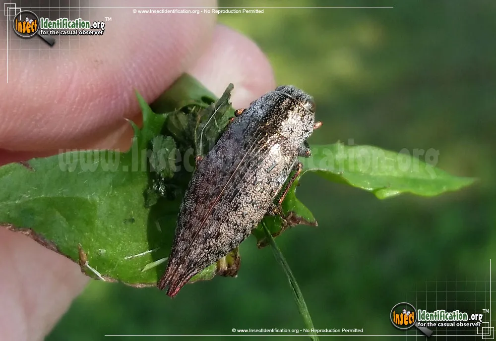 Flatheaded Hardwood Borer - photo 5