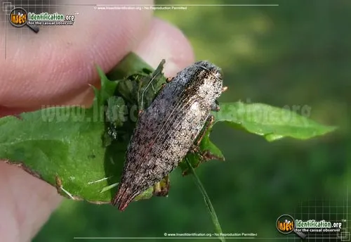 Flatheaded Hardwood Borer - photo 6