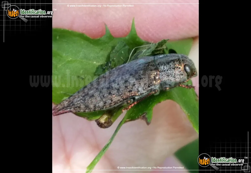 Flatheaded Hardwood Borer - photo 7