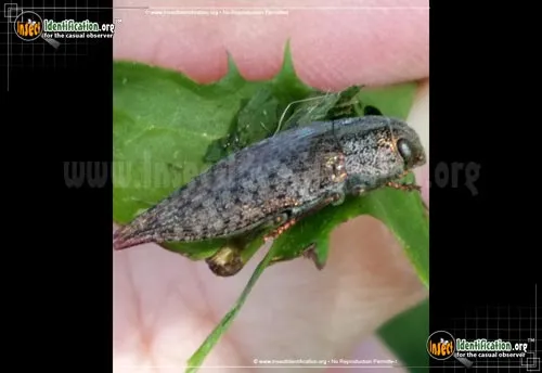 Flatheaded Hardwood Borer - photo 8
