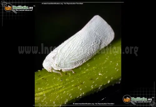 Flatid Planthopper - photo 2
