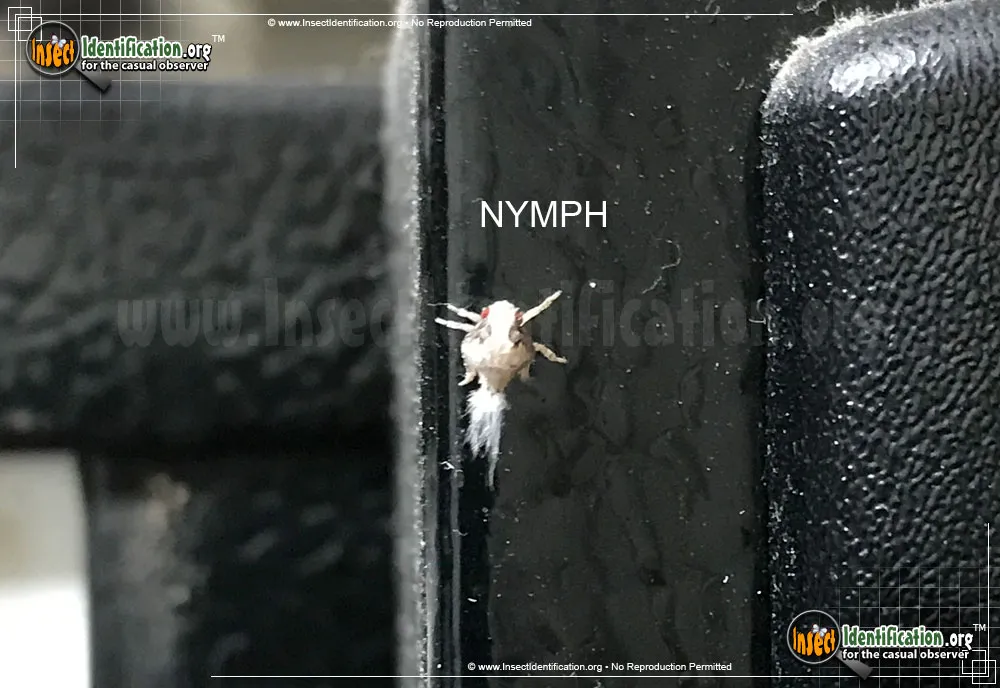 Flatid Planthopper - photo 3