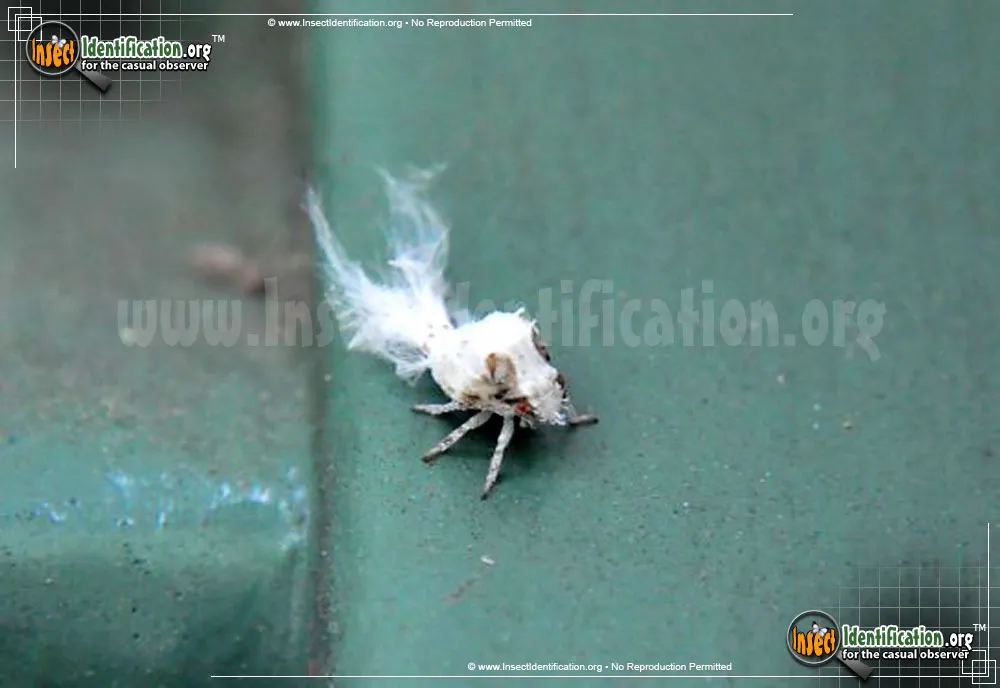 Flatid Planthopper - photo 5