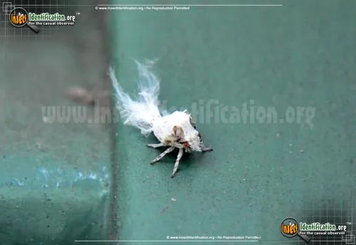 Flatid Planthopper - photo 6