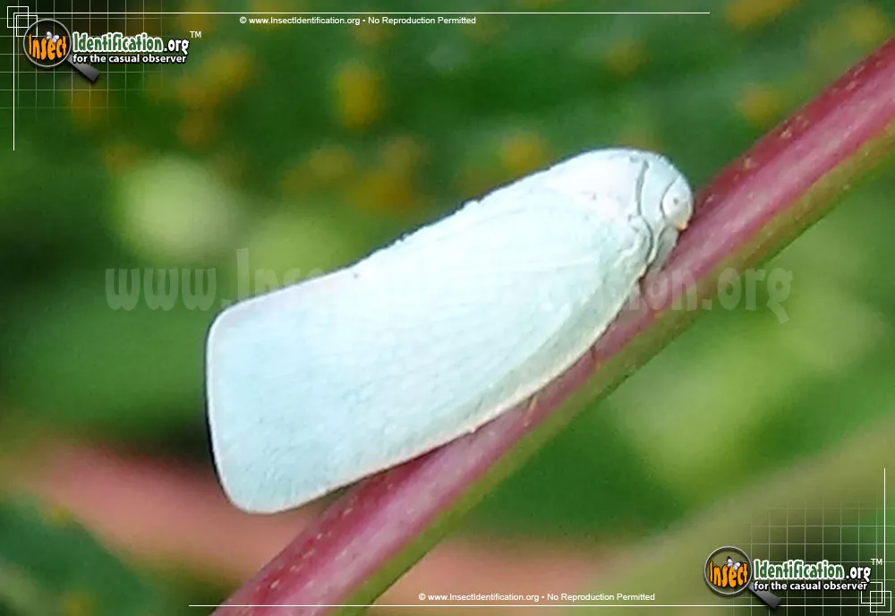Flatid Planthopper - photo 7
