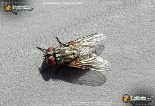 Flesh Fly - photo 2