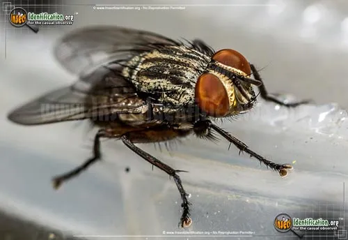 Flesh Fly - photo 4