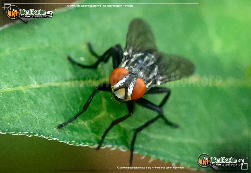 Flesh Fly - photo 5