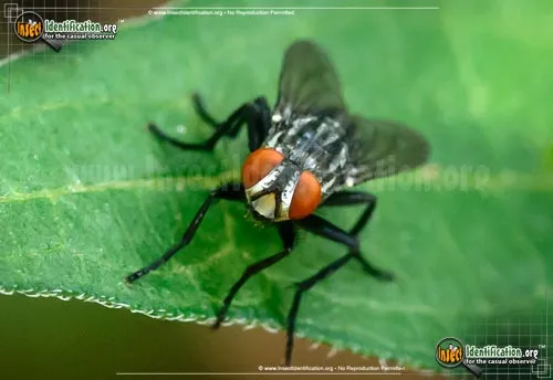 Flesh Fly - photo 6