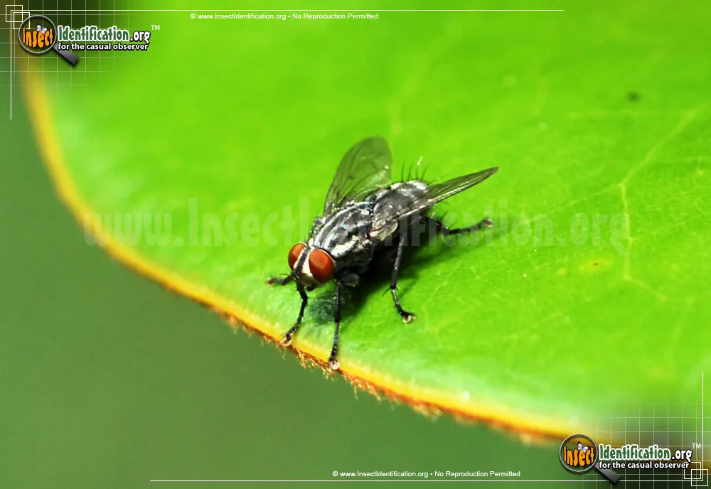 Flesh Fly - photo 7