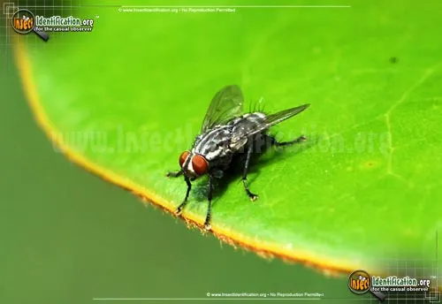 Flesh Fly - photo 8