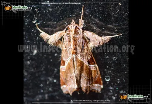 Florida Fern Moth - photo 2
