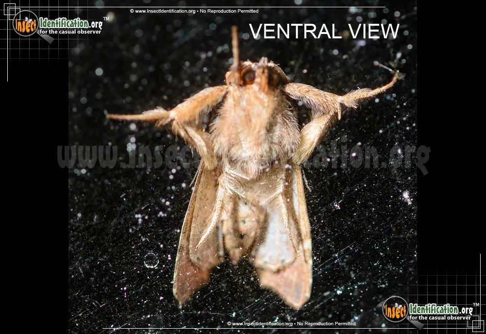 Florida Fern Moth - photo 3