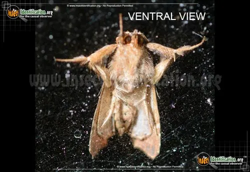 Florida Fern Moth - photo 4