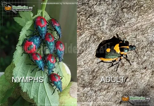 Florida Predatory Stink Bug - photo 2