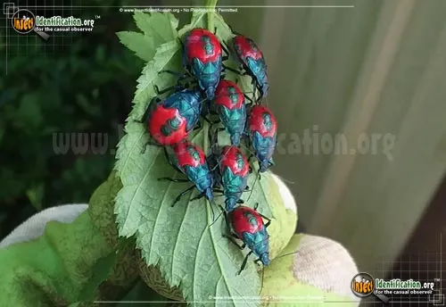 Florida Predatory Stink Bug - photo 4