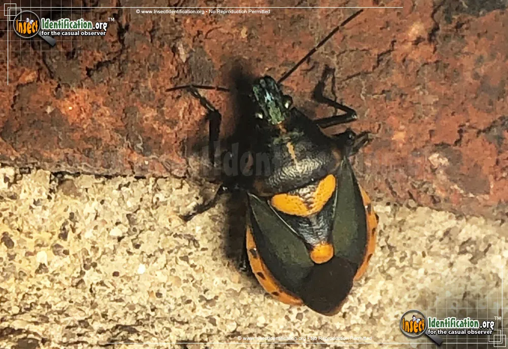 Florida Predatory Stink Bug - photo 5