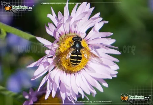 Flower Fly -Chrystotoxum sp. - photo 2