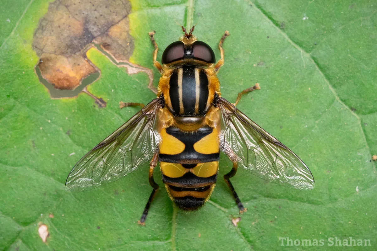 Flower Fly -Helophilus fasciatus - photo 3