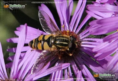 Flower Fly -Helophilus fasciatus - photo 4