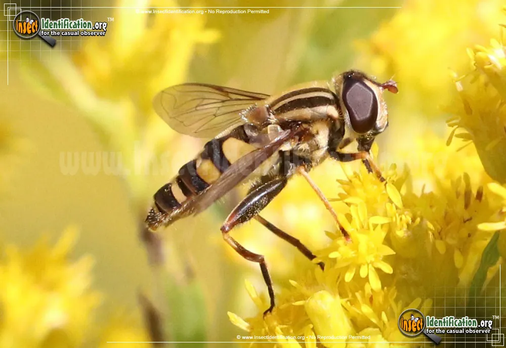 Flower Fly -Helophilus fasciatus - photo 5