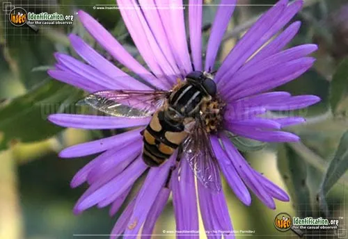 Flower Fly -Helophilus fasciatus - photo 6