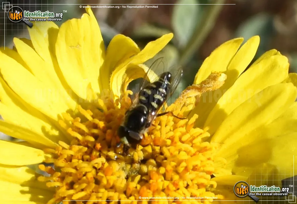 Flower Fly -Scaeva pyrastri